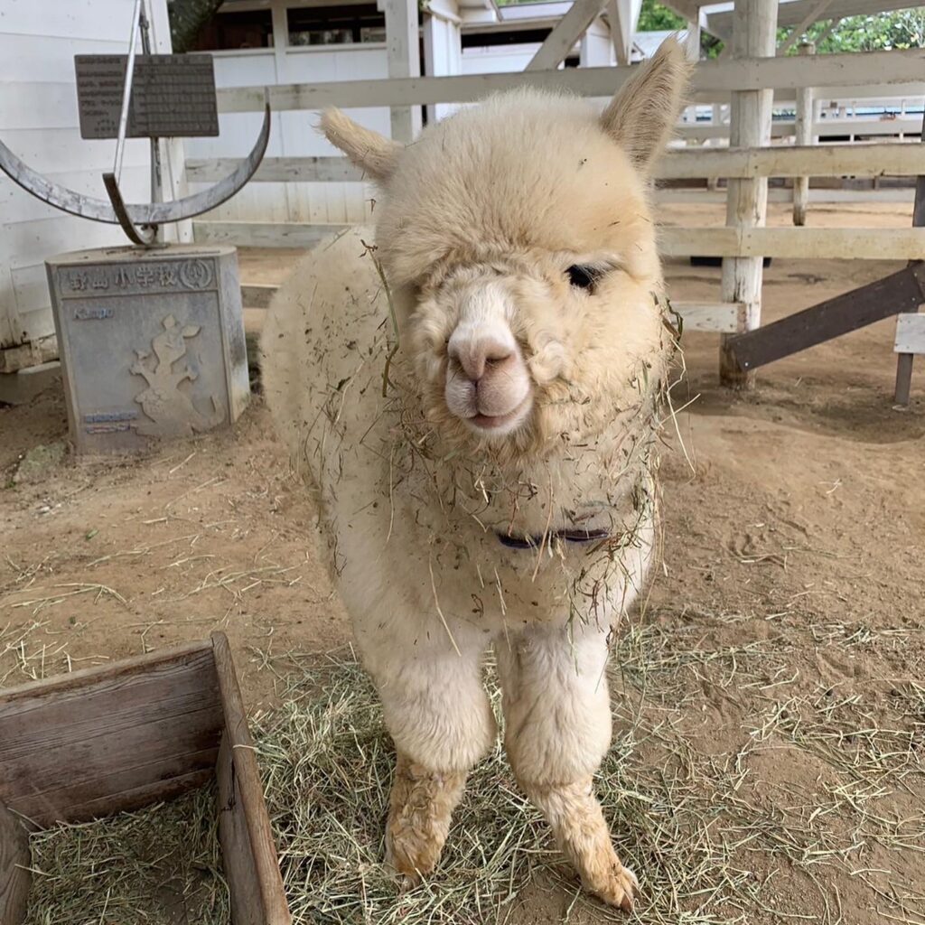 【のじま動物園に新アルパカ登場!】 | のじまスコーラ