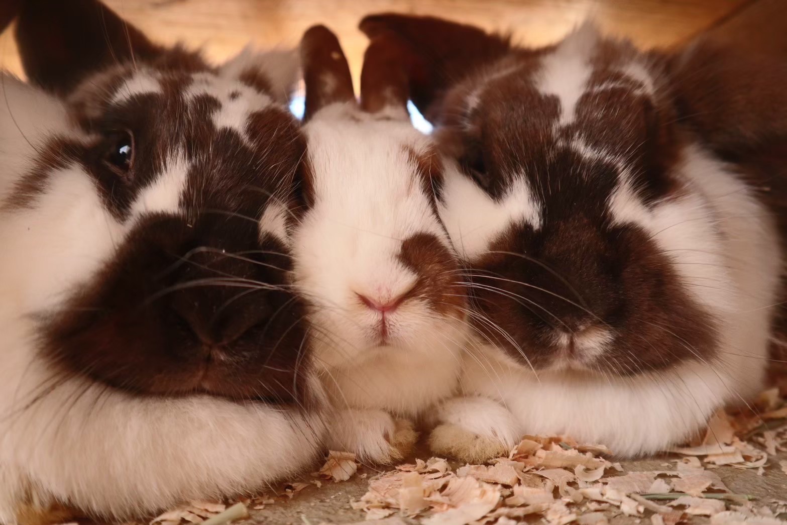 おしくらうさぎ】淡路島にある小さな動物園 | のじまスコーラ