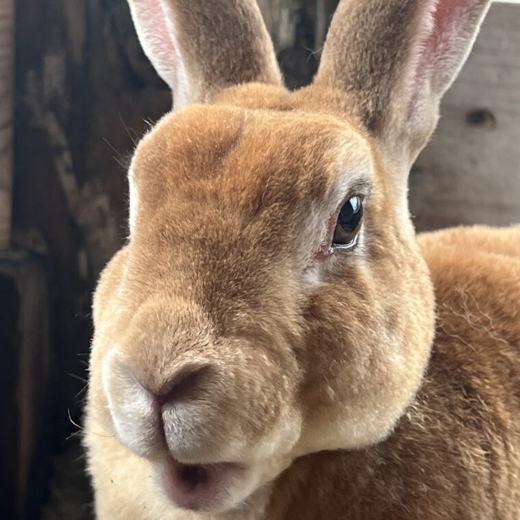 淡路島】小さな動物園 | のじまスコーラ