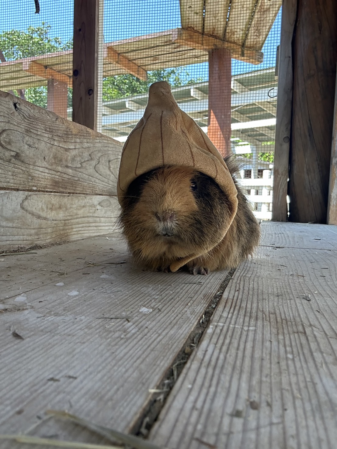 モルモット・うさぎのファッションショー】淡路島のじま動物園 | のじ