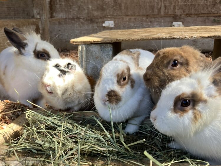 2月お誕生日のどうぶつたち | のじまスコーラ